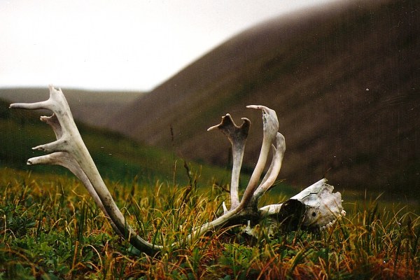 Cape Thompson-caraboo_antlers